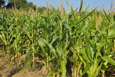 Jagung Pipil Lapas Siap Panen Dukung Ketahanan Pangan