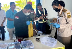 Penyelundupan 190 Reptil Berhasil Digagalkan Petugas Bandara