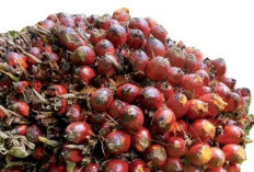  Tindakan Nyata Pemerintah Babel Ditunggu, Dengarlah Jerit Petani Sawit!