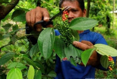 Pemprov Buka 400 Hektare Kebun Lada Putih