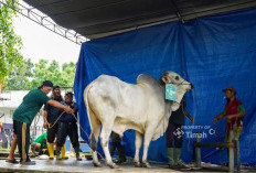 PT Timah Bagikan Ribuan Paket Daging Kurban