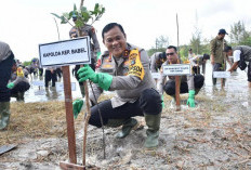 Kapolda Babel Pimpin Penanaman 1.300 Mangrove di Lahan Bekas Tambang