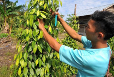 Basel Dijadikan Sentra Perkebunan Lada Putih