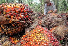 Pemerintah Gelar Dialog Penguatan UMKM Berbasis Sawit
