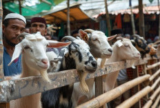 Estimasi Harga Hewan Kurban 2026, Cara Pilih yang Berkualitas