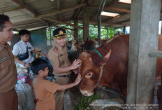 Presiden Prabowo Kurban Sapi Hampir Seberat Satu Ton