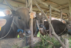 Permintaan Hewan Kurban di Basel Meningkat Tajam