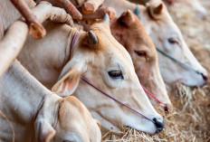 Hewan Qurban yang Layak & Sah