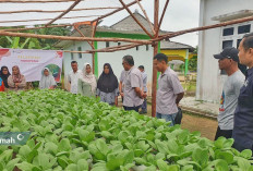 PT Timah Gandeng Kelompok Lanjut Bestari Tanam Sayuran