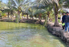 Pokdakan Berkah Rias Panen 17 Ton Ikan Air Tawar