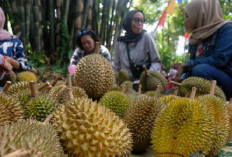 Durian Indonesia Bakal Go Internasional