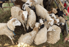 Memilih Kambing Layak untuk Kurban, Harus Sesuai Syariat Islam