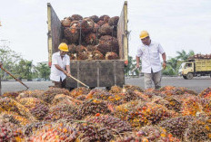 Masa Depan Cerah Industri Sawit Indonesia