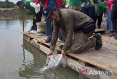 PT Timah Tebar 40.435 Bibit Cumi di Laut Babel