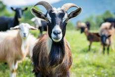 Qurban, Sunnah yang Sangat Dianjurkan, Bisakah 1 Kambing untuk 7 Orang?