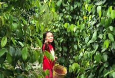 Pemprov Diminta Terbitkan Perda Lindungi Kebun Lada Petani