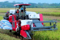 Modernisasi Pertanian, Tekan Biaya, Tingkatkan Produksi