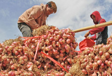 Tambah 23 Ton Bawang Merah Jelang Idul Adha