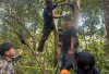 Jasad Pria Tergantung di Kebun Karet