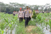 Kapolda Babel Tinjau Kebun Ketahanan Pangan 