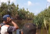 Di Kelapa, Bangka Barat, Petani Raib di Kebun