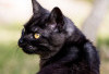 Simbol Mistis Kucing Hitam?