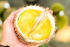 Kontes Durian Gerakkan Ekonomi Masyarakat