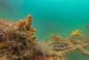 PT Timah Lepas 45 Unit Coral Garden di 2025
