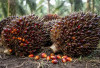 Di Luar Makin Menyala, Di Bangka Petani Sawit Terus Menjerit!
